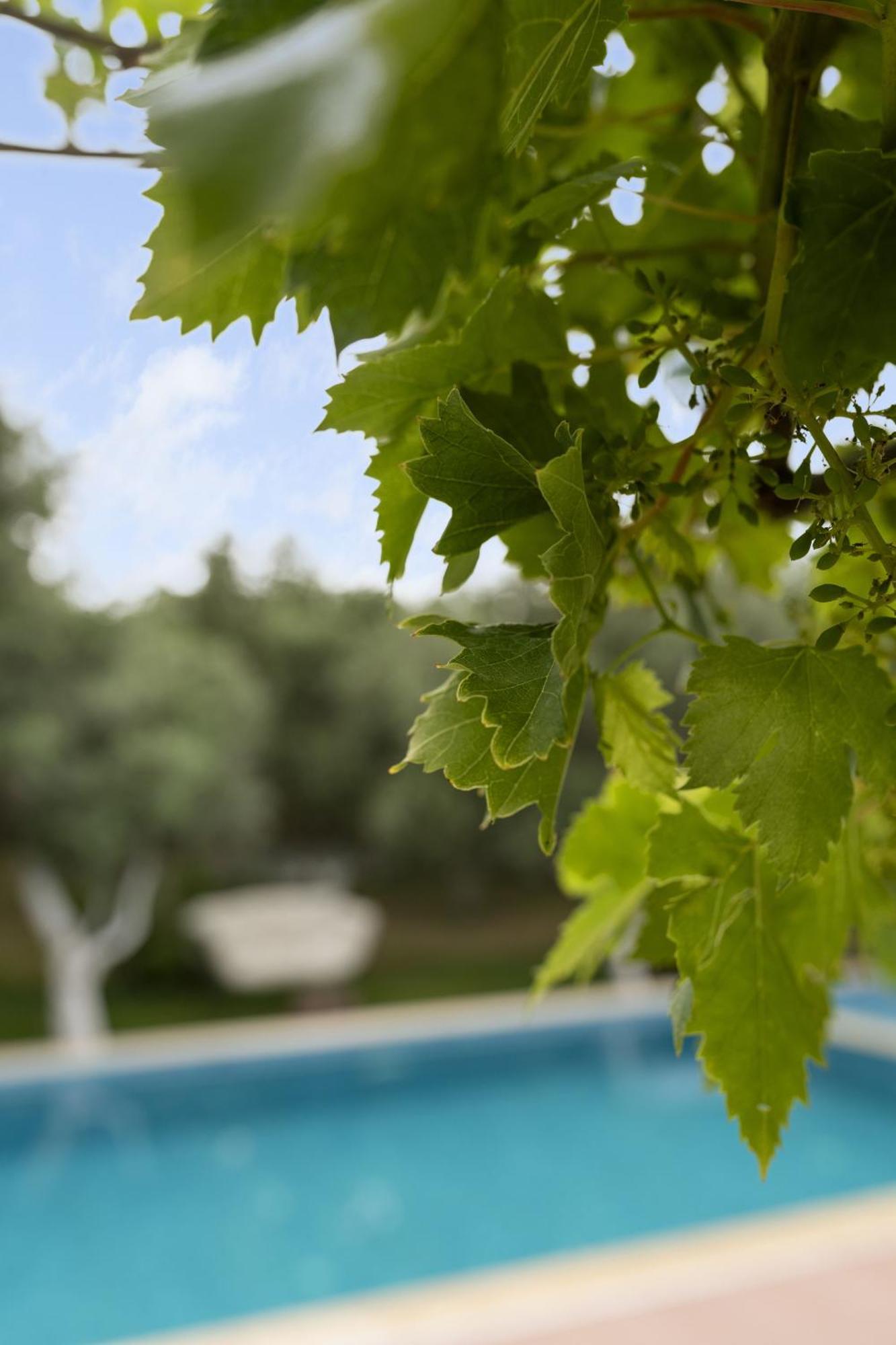 מלון Kızlanköy Grape Datca מראה חיצוני תמונה