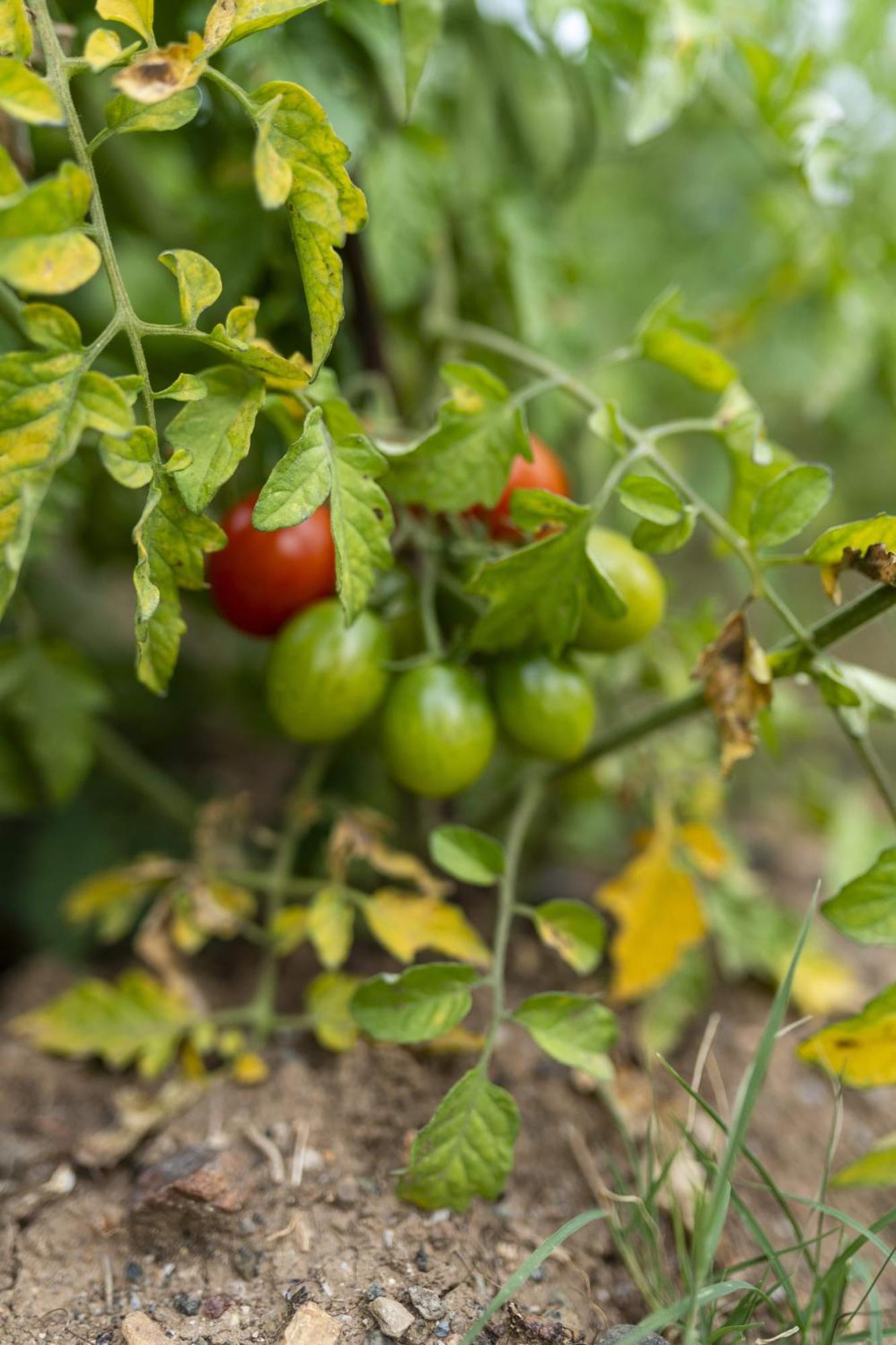 מלון Kızlanköy Grape Datca מראה חיצוני תמונה